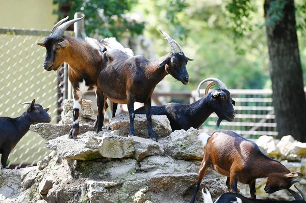 Keçiler parkta otluyor.