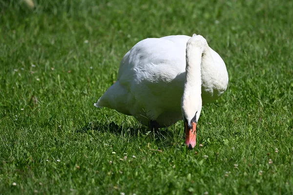 Hermoso Cisne Lindo Hierba Verde Día Verano —  Fotos de Stock