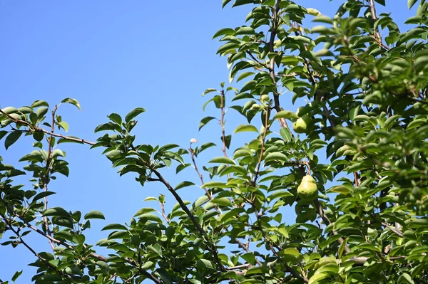 Gruszka Niedojrzałymi Zielonymi Owocami Zbliżenie Koncepcja Wiosny — Zdjęcie stockowe