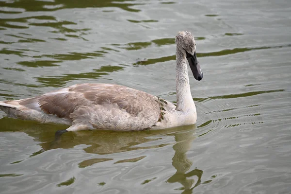 Hermoso Cisne Nadando Superficie Del Lago Día Verano —  Fotos de Stock