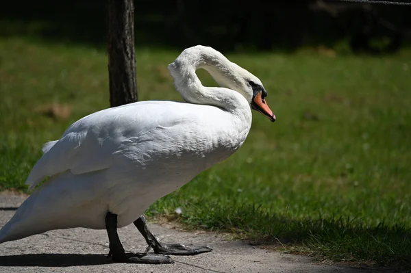 Yaz günü sahilde güzel şirin bir kuğu 