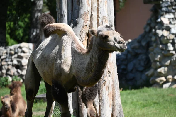 Милый Верблюд Отдыхает Земле Зоопарке Солнечный День — стоковое фото