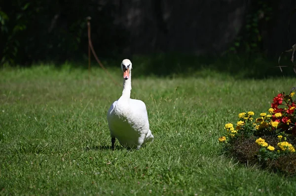 Yaz günü yeşil çimlerde güzel şirin bir kuğu 