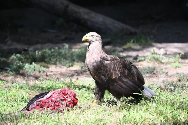Hayvanat bahçesinde et yiyen kartal