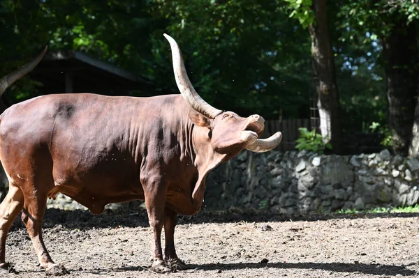 Güneşli bir günde hayvanat bahçesinde dinlenen tatlı bir öküz.