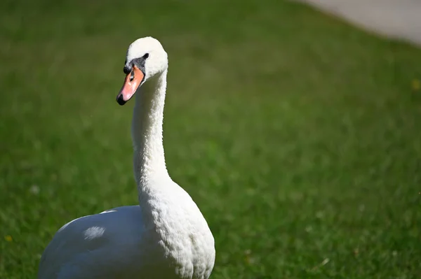 Beautiful Cute Swan Green Grass Summer Day — Stock Photo, Image