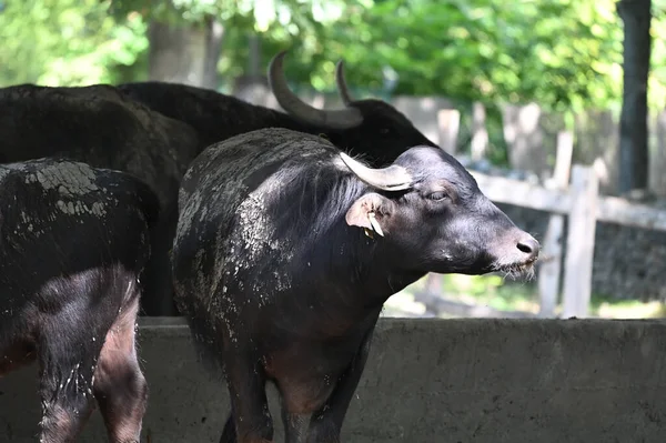 Yaşam alanındaki bufalo boğaları, yakın görüş.