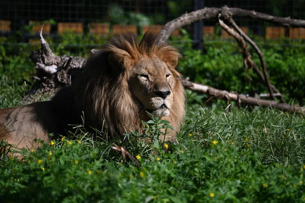 Erkek aslanın çimlerin üzerinde yatışı.