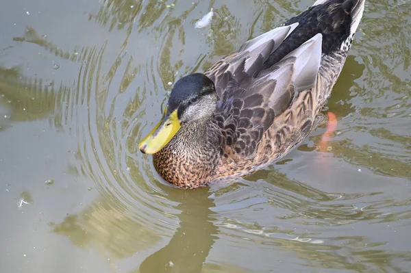 Hermoso Pato Blanco Nadando Superficie Del Agua Del Lago Día — Foto de Stock