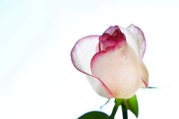 Schöne Rosenblume Auf Himmelshintergrund Sommerkonzept Nahsicht — Stockfoto