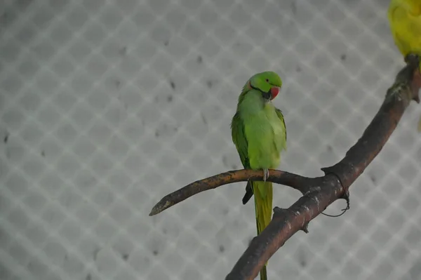 Ładny Mały Papuga Spoczywa Kij Zoo Widok Bliska — Zdjęcie stockowe