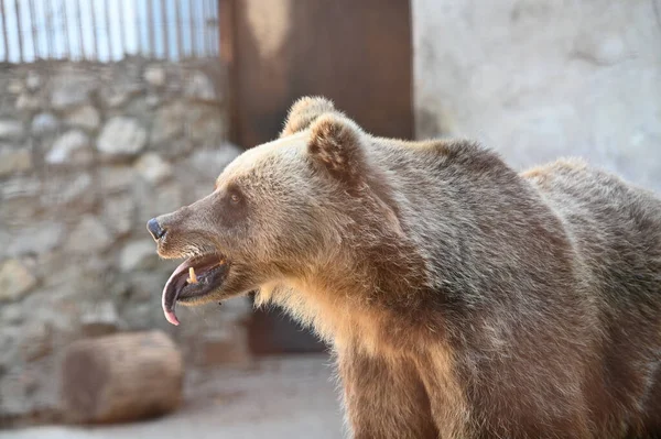 Urso Marrom Bonito Descansando Zoológico Dia Ensolarado — Fotografia de Stock