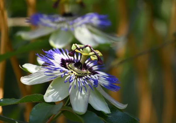 Güneşli yaz gününde bahçede yetişen güzel çiçekler. 