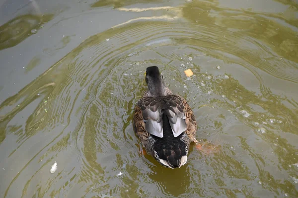 Güzel beyaz ördek yaz günü göl yüzeyinde yüzüyor. 