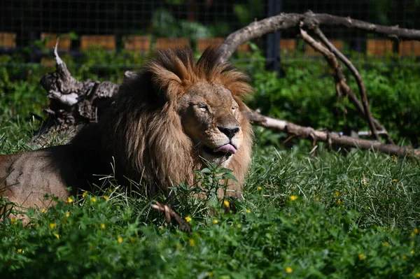 Erkek aslanın çimlerin üzerinde yatışı.