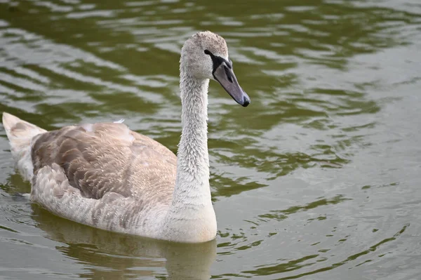 Yaz günü göl suyunda yüzen güzel bir kuğu. 