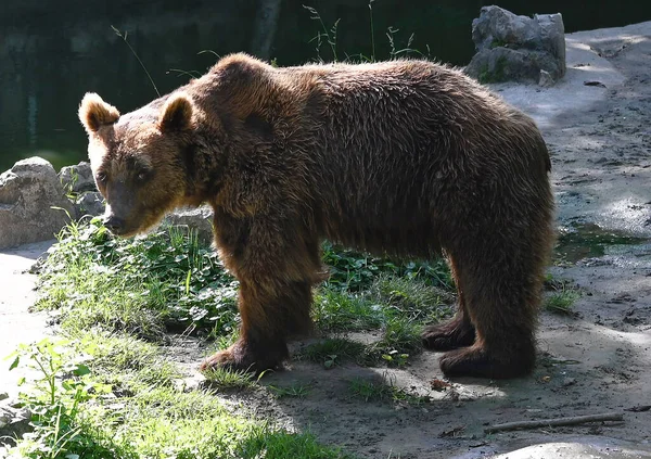 cute brown bear resting in zoo at sunny day