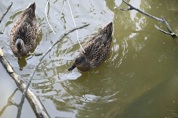 Belos Patos Brancos Nadando Superfície Água Lago Dia Verão — Fotografia de Stock