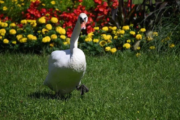 Yaz günü yeşil çimlerde güzel şirin bir kuğu 