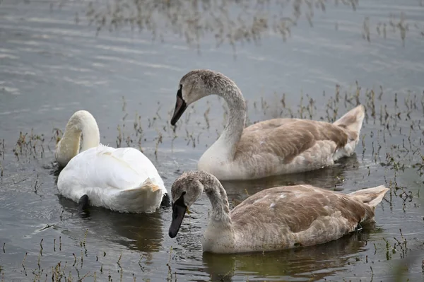 Güzel kuğular yaz günü göl suyunda yüzerler. 