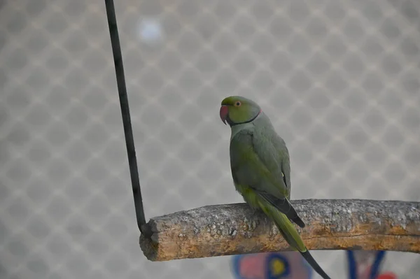 Pequeno Papagaio Bonito Descansando Pau Zoológico Vista Perto — Fotografia de Stock