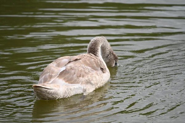 Krásná Labuť Plavání Vodní Hladině Jezera Letní Den — Stock fotografie