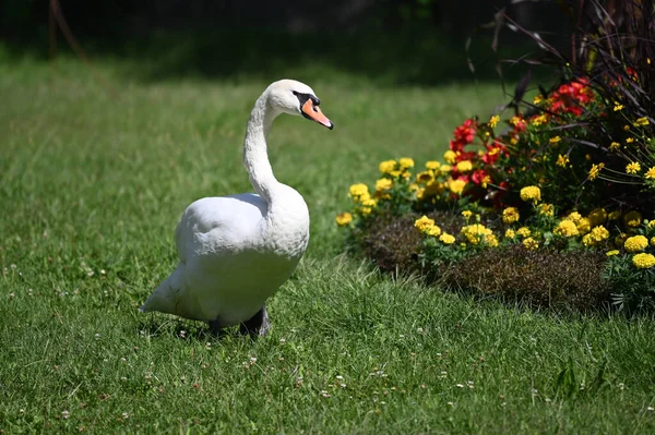 Hermoso Cisne Lindo Hierba Verde Día Verano —  Fotos de Stock