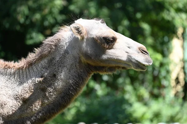 Ładny Wielbłąd Spoczywa Ziemi Zoo Słoneczny Dzień — Zdjęcie stockowe