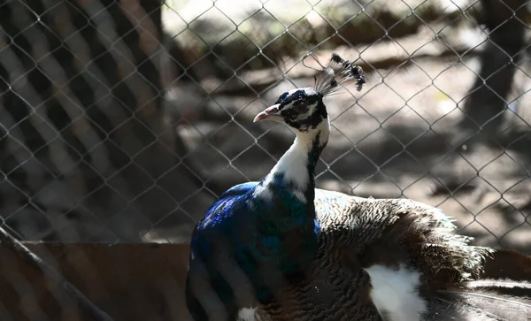 Niedlicher Pfau Ruht Sonnigem Tag Zoo Auf Dem Boden — Stockfoto
