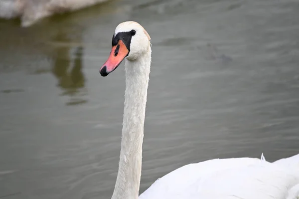 Bellissimo Cigno Che Nuota Sulla Superficie Dell Acqua Del Lago — Foto Stock