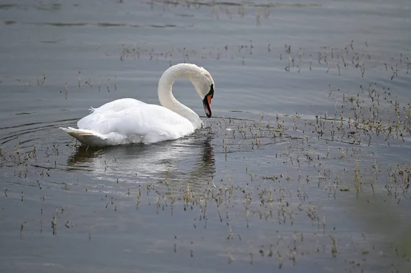 夏の日に湖の水面を泳ぐ白鳥 — ストック写真