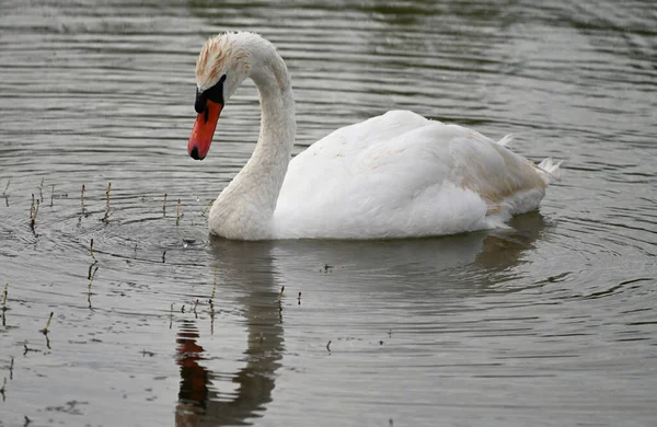 Beautiful Swan Swimming Lake Water Surface Summer Day — Stock Photo, Image