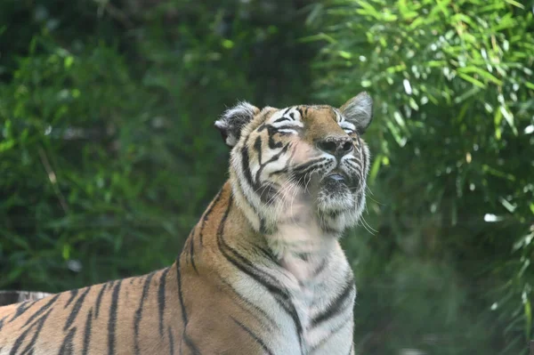 Ung Vacker Tiger Vilar Djurparken Solig Sommardag — Stockfoto