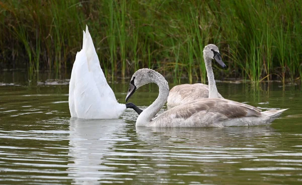 Mooie Zwanen Zwemmen Meerwateroppervlak Zomerdag — Stockfoto