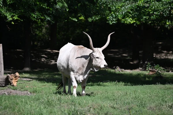 Güneşli bir günde hayvanat bahçesinde dinlenen tatlı bir öküz.