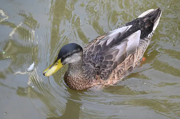 Güzel beyaz ördek yaz günü göl yüzeyinde yüzüyor. 