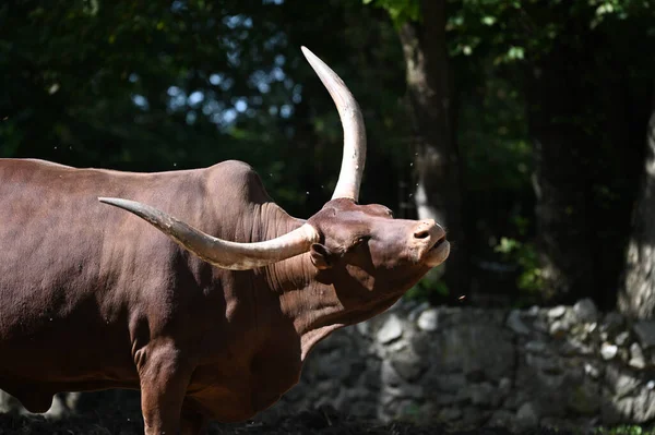Güneşli bir günde hayvanat bahçesinde dinlenen tatlı bir öküz.
