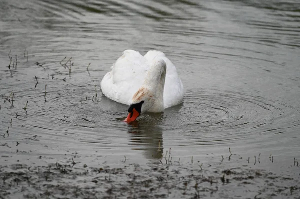 Belo Cisne Nadando Superfície Água Lago Dia Verão — Fotografia de Stock