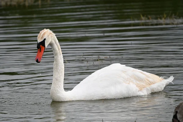 Hermosos Cisnes Nadando Superficie Del Lago Día Verano —  Fotos de Stock