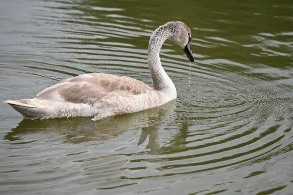 Yaz günü göl suyunda yüzen güzel bir kuğu. 