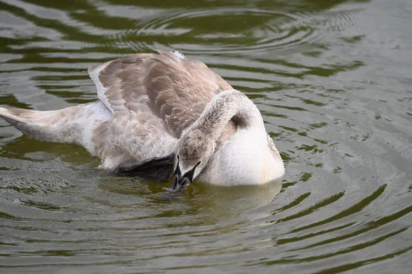 Yaz günü göl suyunda yüzen güzel bir kuğu. 