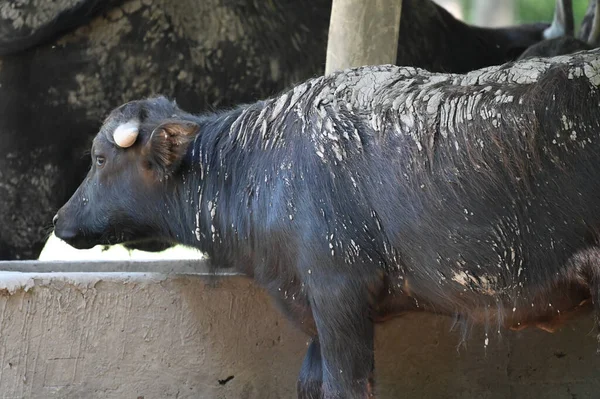 Buffalo boğası yakın görüş