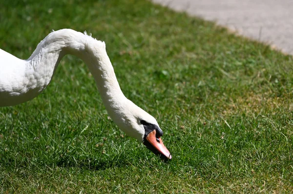 Yaz günü sahilde güzel şirin bir kuğu 