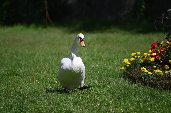 Yaz günü yeşil çimlerde güzel şirin bir kuğu 