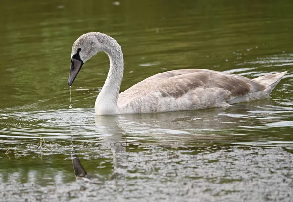 Krásná Labuť Plavání Vodní Hladině Jezera Letní Den — Stock fotografie