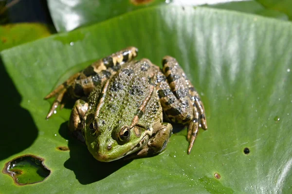 Sapo Verde Hoja Verde Día Soleado — Foto de Stock