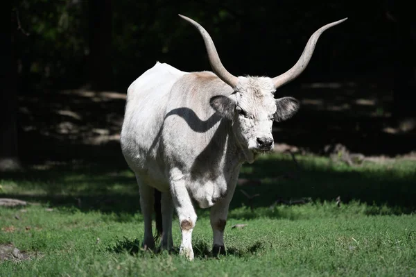 Güneşli bir günde hayvanat bahçesinde dinlenen tatlı bir öküz.