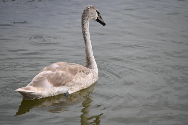 Όμορφη Swan Κολύμπι Στην Επιφάνεια Του Νερού Της Λίμνης Την — Φωτογραφία Αρχείου