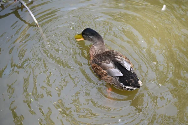 Bonito Pato Branco Nadando Superfície Água Lago Dia Verão — Fotografia de Stock