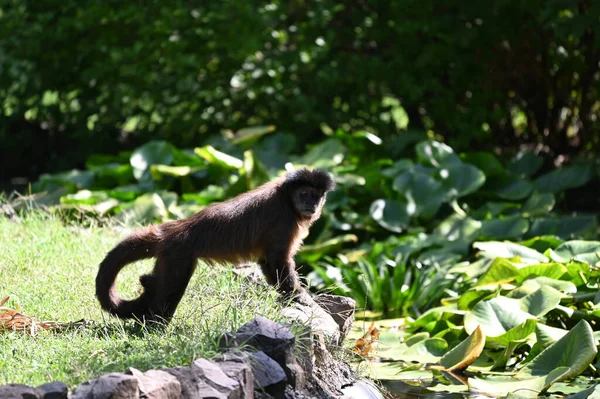 Macaco Preto Nas Rochas Floresta — Fotografia de Stock